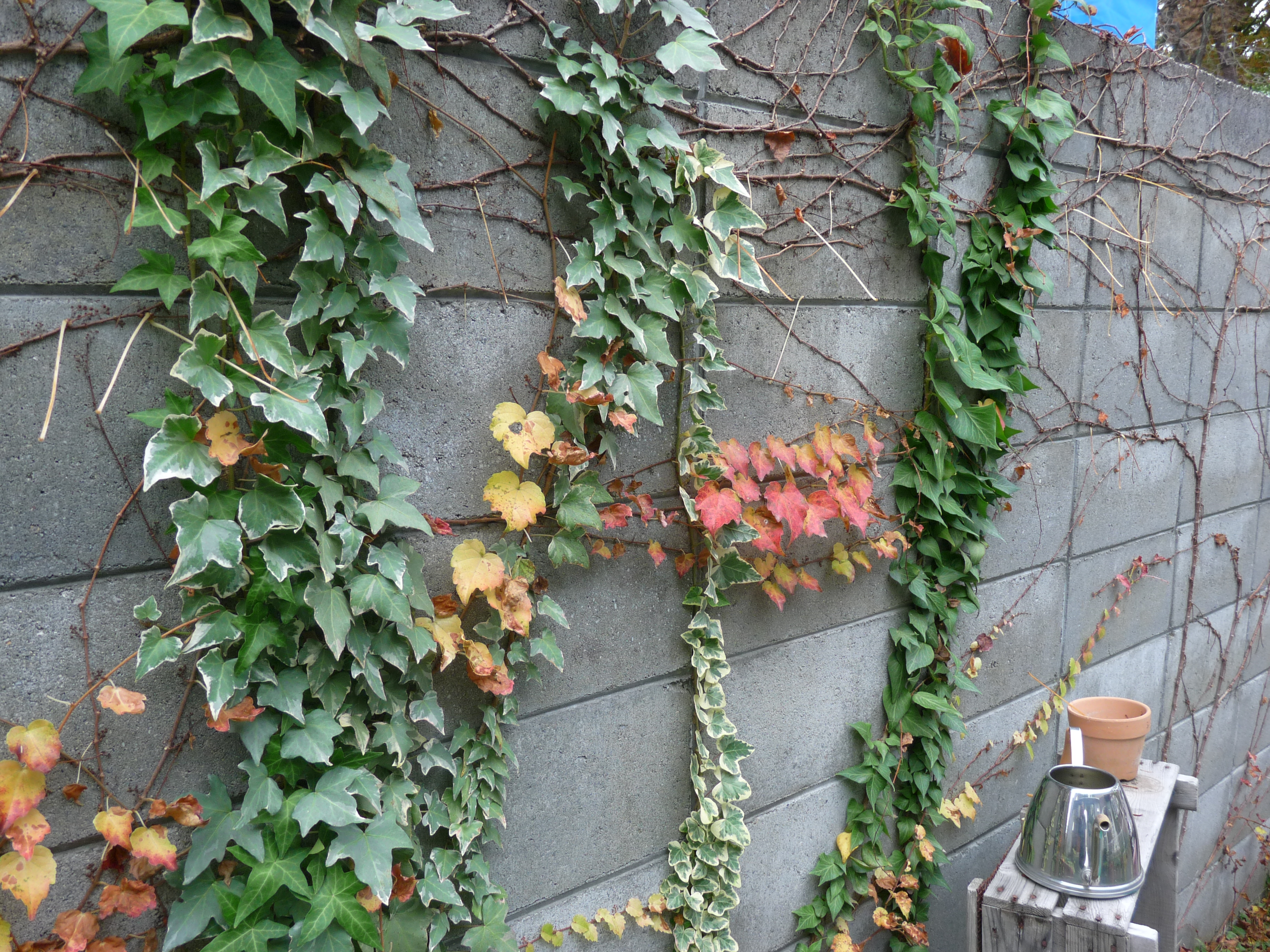 冬の壁を彩る アイビー 癒しのガーデニング ナチュラルガーデン 植物の育て方